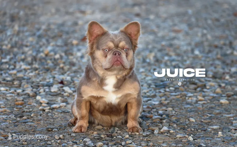 Juice – French Bulldog puppy for sale in Lewis Center, OH