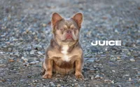 Juice, a male French Bulldog for sale in Lewis Center, OH – 1 of 3