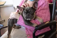 Rein , a female French Bulldog for sale in Lewis Center, OH – 4 of 4
