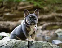 Rein , a female French Bulldog for sale in Lewis Center, OH – 3 of 4