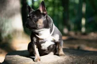 Rein , a female French Bulldog for sale in Lewis Center, OH – 2 of 4