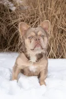 Juice, a male French Bulldog for sale in Lewis Center, OH – 2 of 3