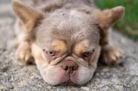 Juice, a male French Bulldog for sale in Lewis Center, OH – 3 of 3