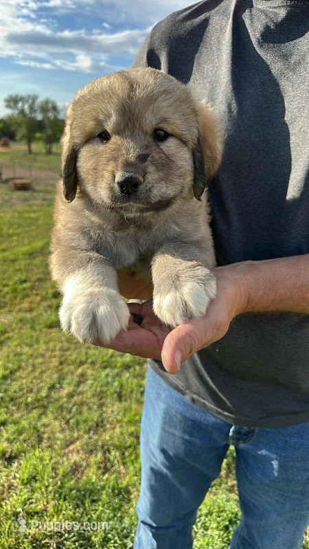Livestock Guardian Dog – Akbash, Great Pyrenees puppy for sale in Goldthwaite, TX