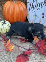 Nathan, a male Miniature Schnauzer and Schnoodle for sale in Evensville, TN – 3 of 5