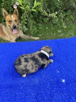 Zebra Cake, a male Miniature Aussiedoodle for sale in Evensville, TN – 4 of 9