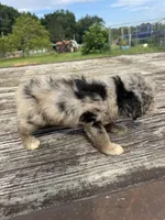 Snickerdoodle, a male Miniature Aussiedoodle for sale in Evensville, TN – 7 of 7