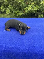 Charlie, a male Miniature Dachshund for sale in Evensville, TN – 5 of 10