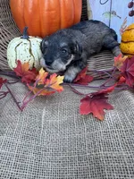 Nev, a female Miniature Schnauzer and Schnoodle for sale in Evensville, TN – 6 of 6