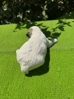 Lassy, a female Schnoodle for sale in Evensville, TN – 8 of 8