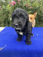 Zane, a male Sheepadoodle for sale in Evensville, TN – 7 of 9