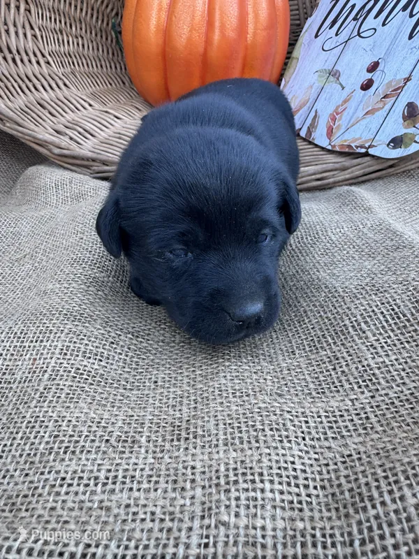 Odeliah – Labrador Retriever puppy for sale in Evensville, TN
