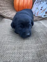 Odeliah, a female Labrador Retriever for sale in Evensville, TN – 1 of 7