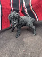 Ocean, a male Miniature Schnauzer and Poodle - Miniature  for sale in Evensville, TN – 5 of 8