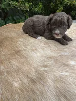 Dax, a male Miniature Aussiedoodle for sale in Evensville, TN – 5 of 9