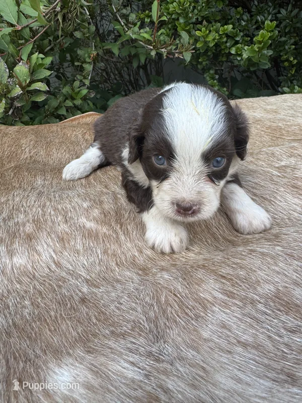 Brody – Miniature Aussiedoodle puppy for sale in Evensville, TN