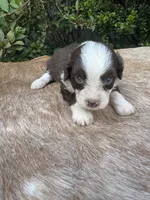 Brody, a male Miniature Aussiedoodle for sale in Evensville, TN – 1 of 7