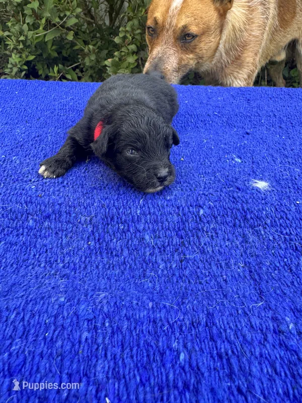 Nutty Buddy – Miniature Aussiedoodle puppy for sale in Evensville, TN