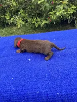 Sadie, a female Miniature Dachshund for sale in Evensville, TN – 10 of 10