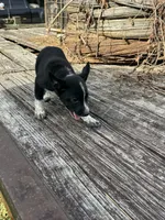 Willow, a female Australian Cattle Dog for sale in Evensville, TN – 4 of 10