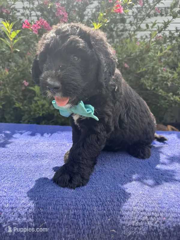 Talon – Sheepadoodle puppy for sale in Evensville, TN