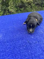 Fudge Round, a female Miniature Aussiedoodle for sale in Evensville, TN – 5 of 8
