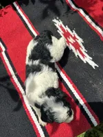 Citation, a female Poodle - Miniature  for sale in Evensville, TN – 3 of 7