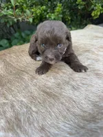 Rubi, a female Miniature Aussiedoodle for sale in Evensville, TN – 6 of 10