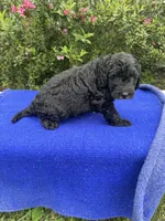 Zane, a male Sheepadoodle for sale in Evensville, TN – 6 of 9