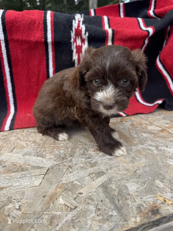 Arlo – Miniature Aussiedoodle puppy for sale in Evensville, TN