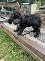 Iris, a female Sheepadoodle for sale in Evensville, TN – 7 of 9
