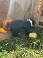 Ocean, a male Miniature Schnauzer and Poodle - Miniature  for sale in Evensville, TN – 2 of 8