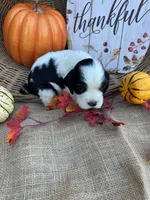 Oaklynd, a male English Springer Spaniel for sale in Evensville, TN – 2 of 6