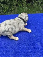 Cosmic Brownie, a male Miniature Aussiedoodle for sale in Evensville, TN – 7 of 10