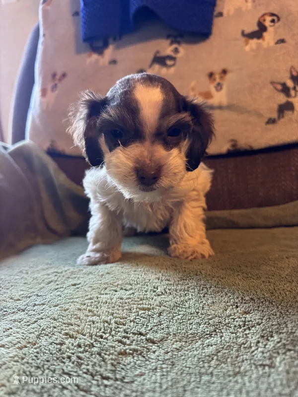 Nollie – Schnoodle, Poodle - Miniature  puppy for sale in Evensville, TN