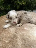 Koa, a male Miniature Aussiedoodle for sale in Evensville, TN – 8 of 9