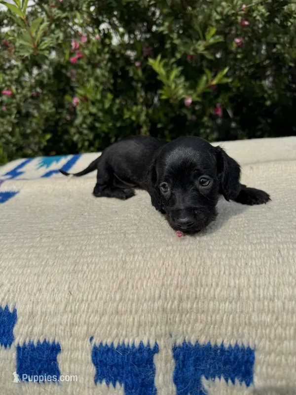 Max – Miniature Dachshund puppy for sale in Evensville, TN