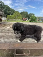 Fudge Round, a female Miniature Aussiedoodle for sale in Evensville, TN – 3 of 7