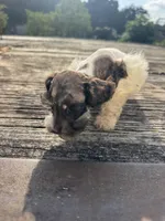 Precision, a female Schnoodle for sale in Evensville, TN – 3 of 7
