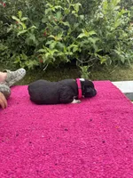 Willow, a female Australian Cattle Dog for sale in Evensville, TN – 7 of 10