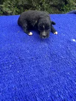 Fudge Round, a female Miniature Aussiedoodle for sale in Evensville, TN – 7 of 8