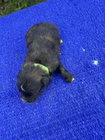 Moon Pie, a male Miniature Aussiedoodle for sale in Evensville, TN – 6 of 8