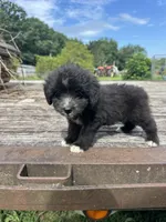 Fudge Round, a female Miniature Aussiedoodle for sale in Evensville, TN – 5 of 7