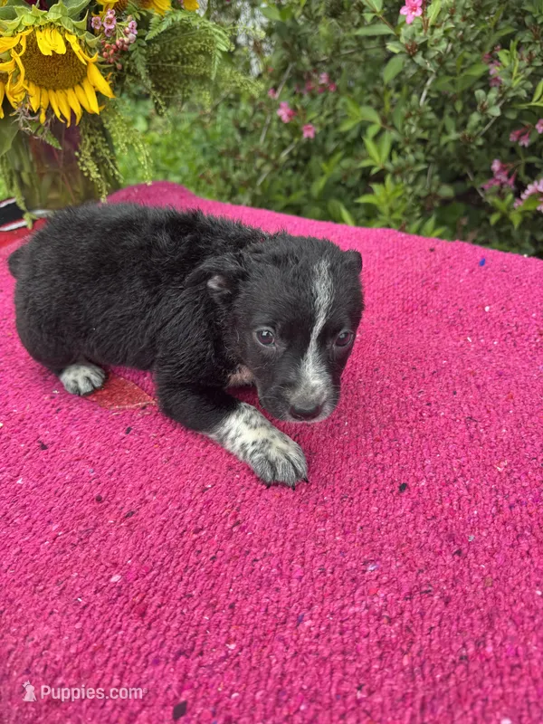 Willow – Australian Cattle Dog puppy for sale in Evensville, TN