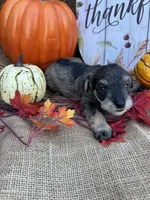 Nev, a female Miniature Schnauzer and Schnoodle for sale in Evensville, TN – 1 of 6