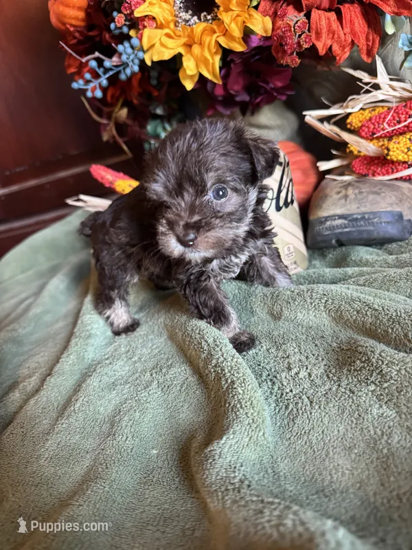 Phillipa – Miniature Schnauzer, Schnoodle puppy for sale in Evensville, TN
