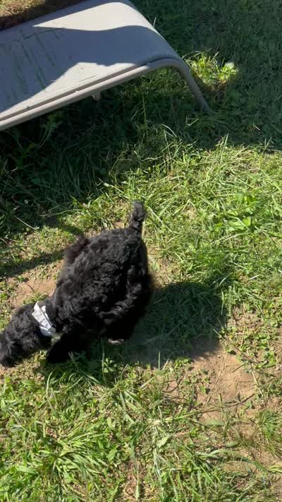 Richie, a male Schnoodle for sale in Evensville, TN – 7 of 7