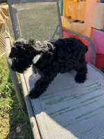 Richie, a male Schnoodle for sale in Evensville, TN – 2 of 7