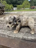 Snickerdoodle, a male Miniature Aussiedoodle for sale in Evensville, TN – 5 of 7