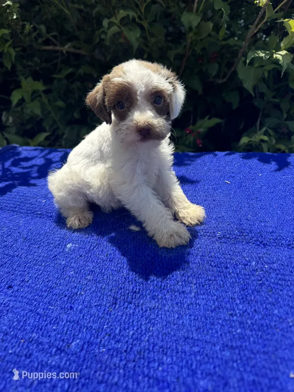 Birdie – Schnoodle puppy for sale in Evensville, TN
